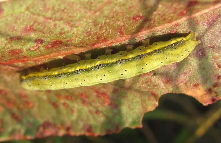 Bruco da ID - Lacanobia (Diataraxia) oleracea, Noctuidae